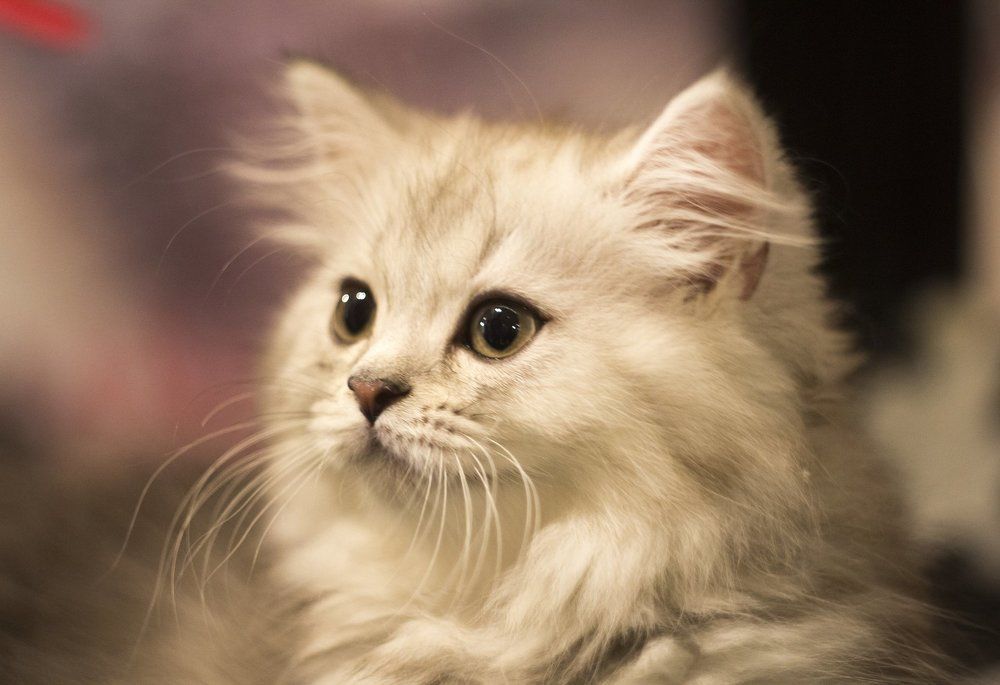 Очаровательная