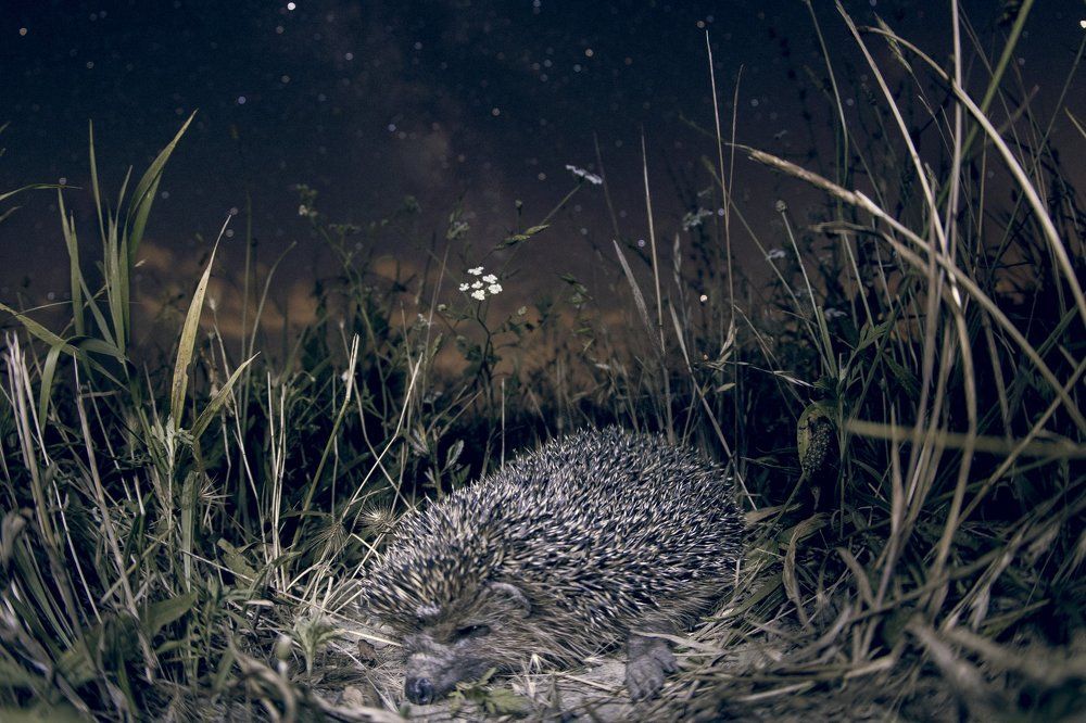 Ночной охотник