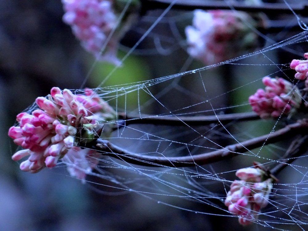 Spider net