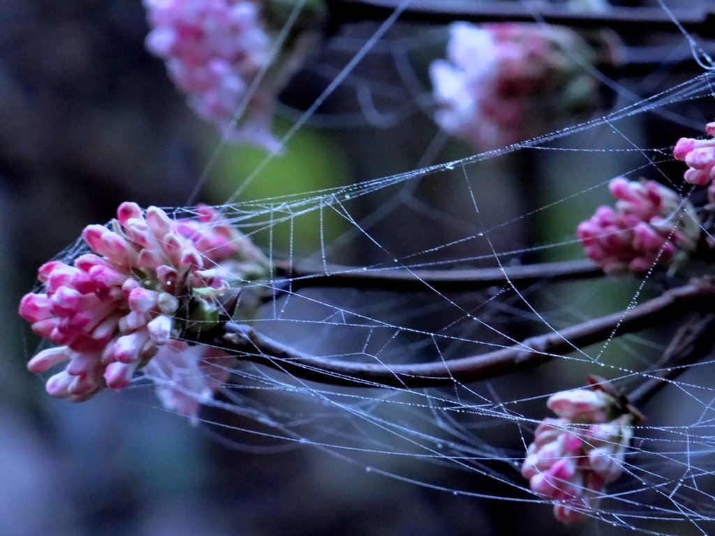 Spider net