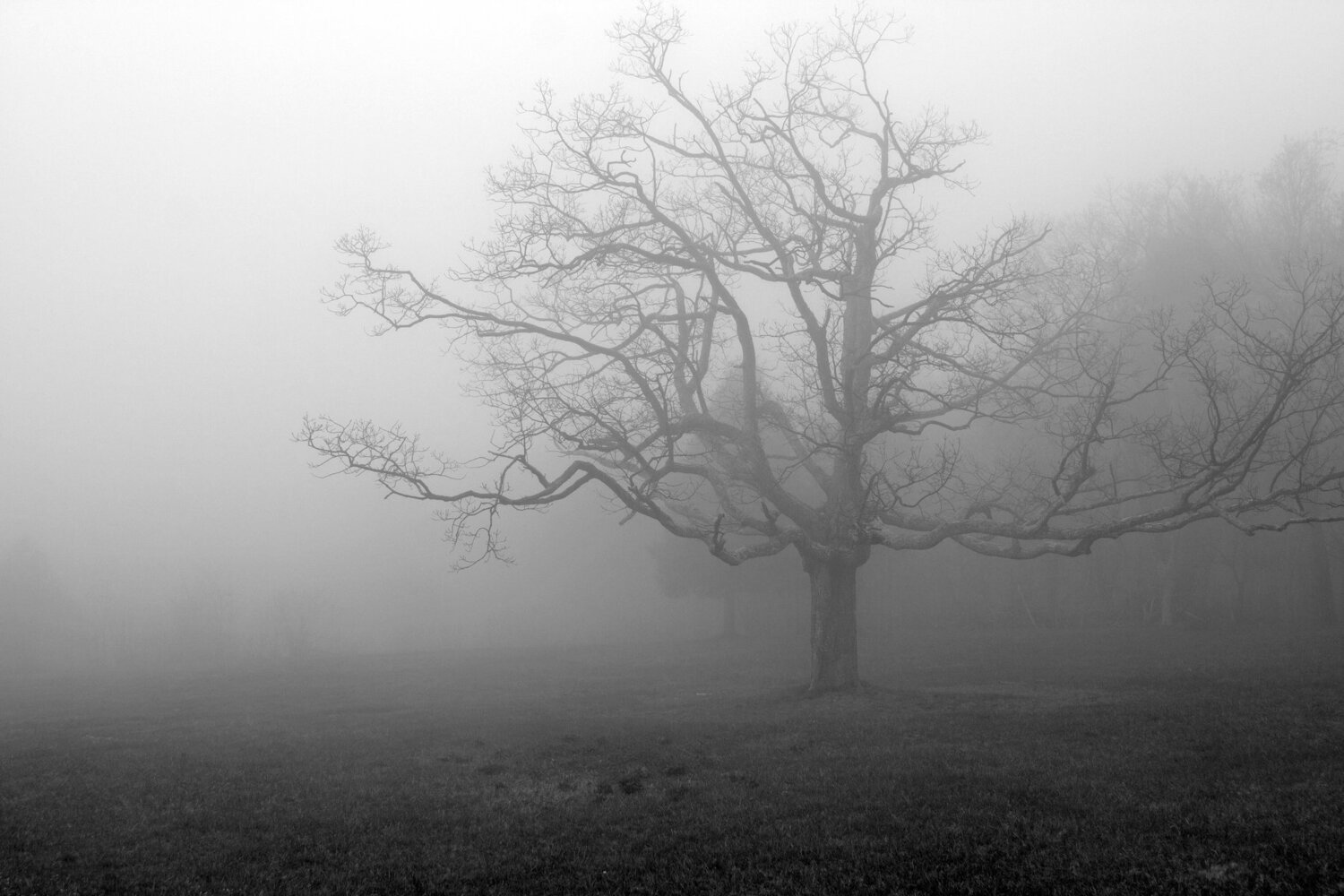 Tree in the fog