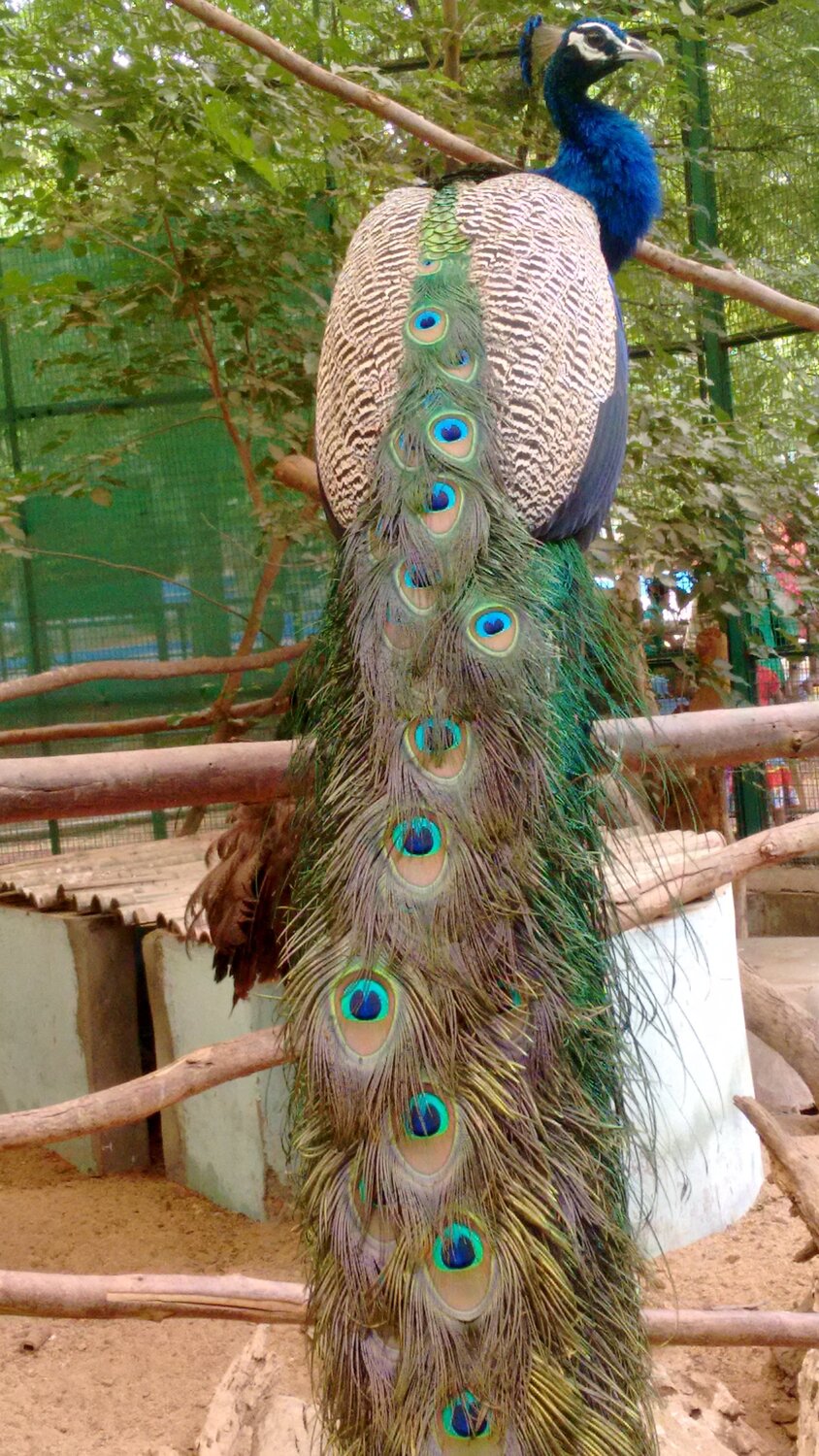 Beautiful peacock