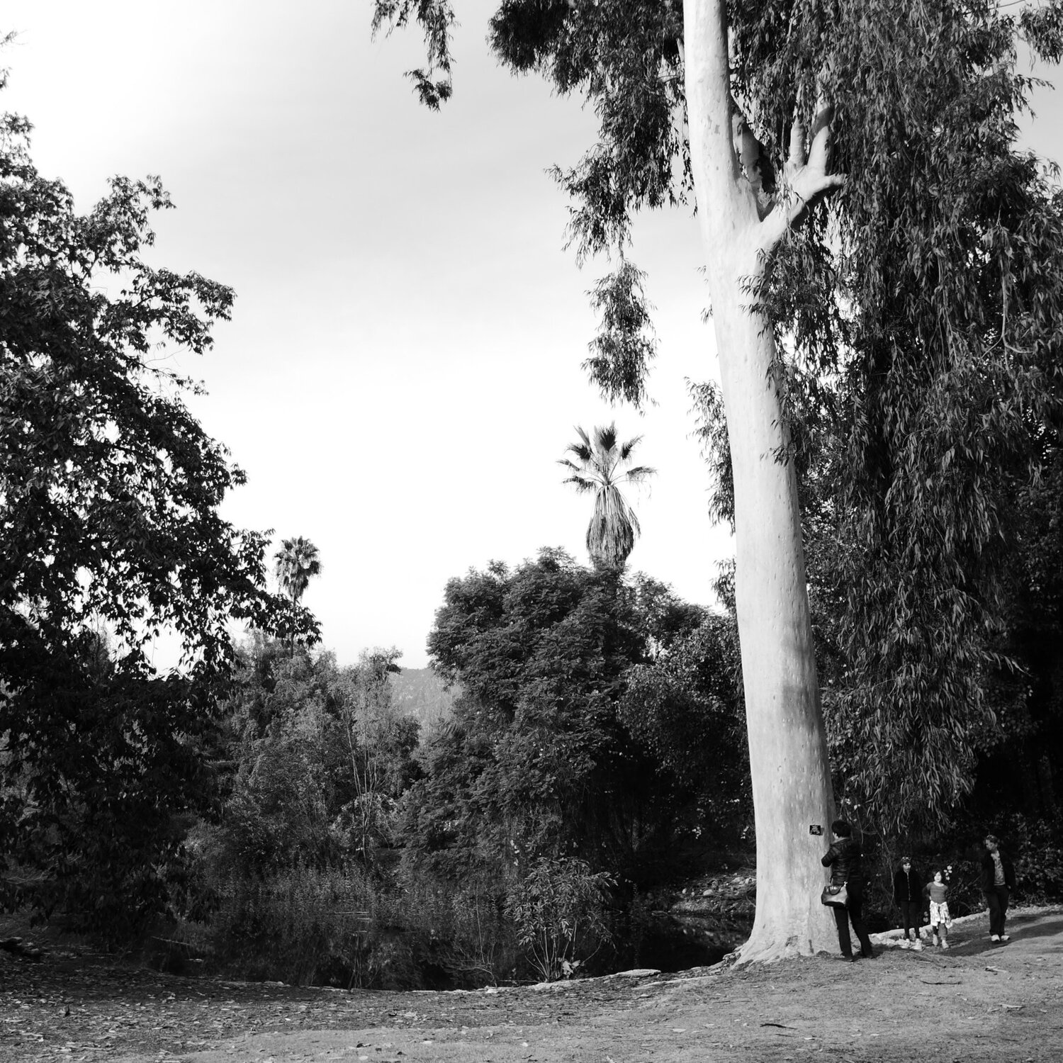The Great Nature