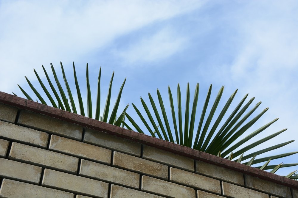 Рай за стеной