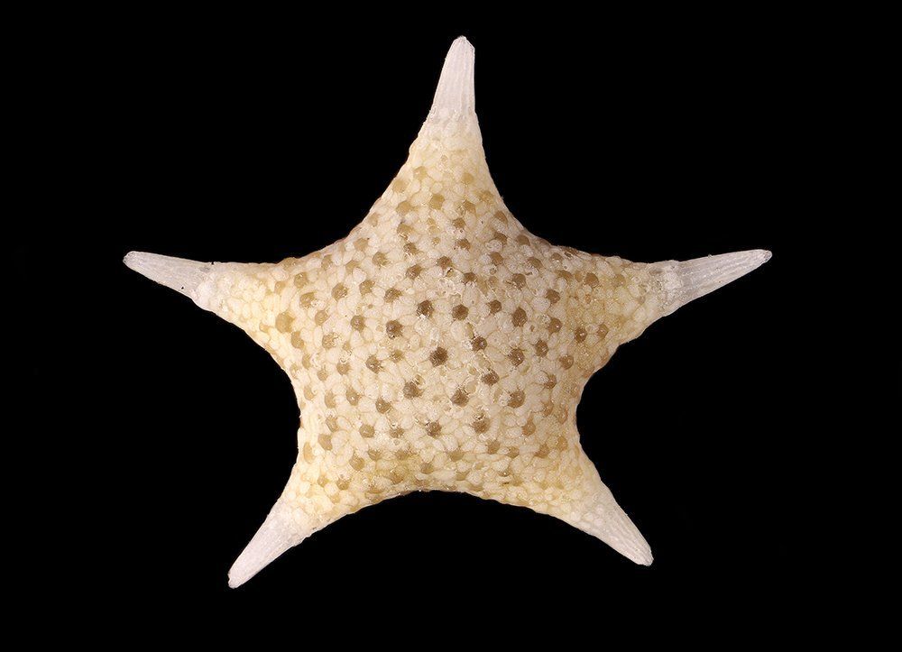 Звёздная песчинка