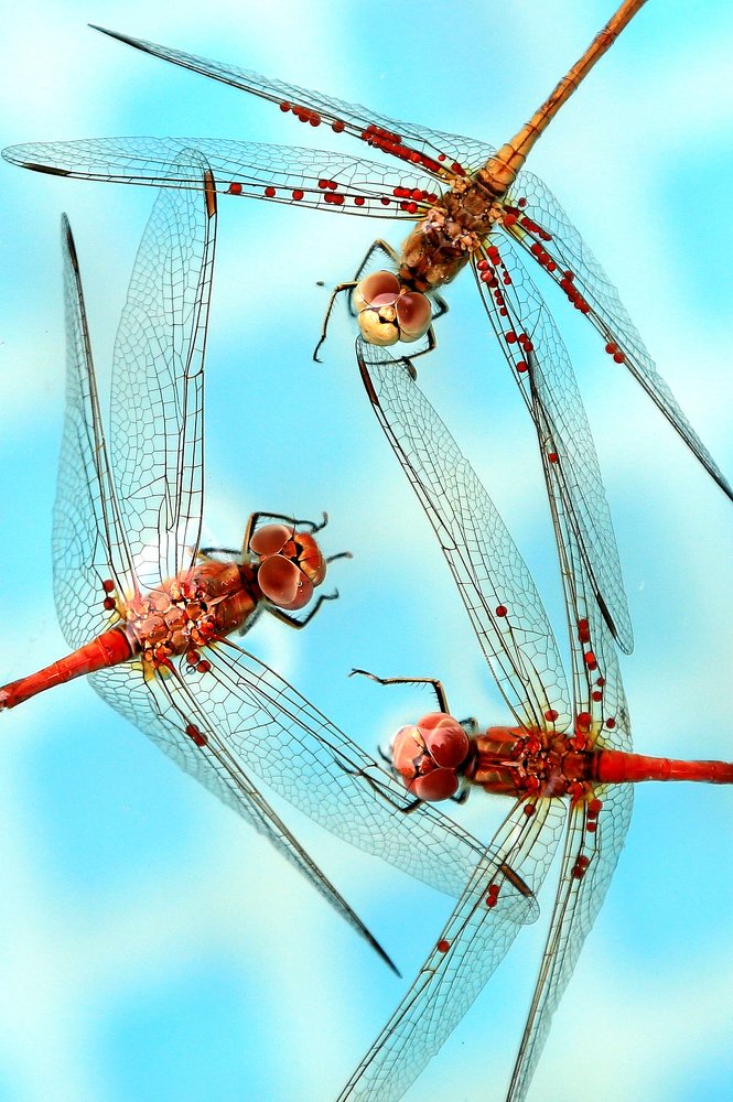 Собрались кумушки посплетничать...