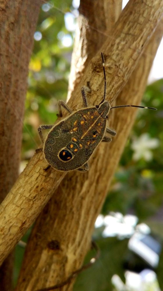 Rare insect