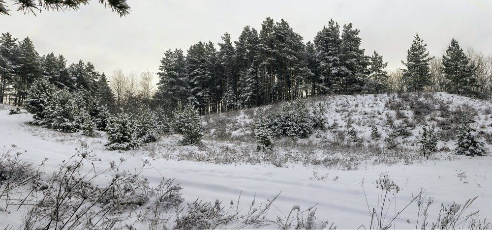 На опушке леса