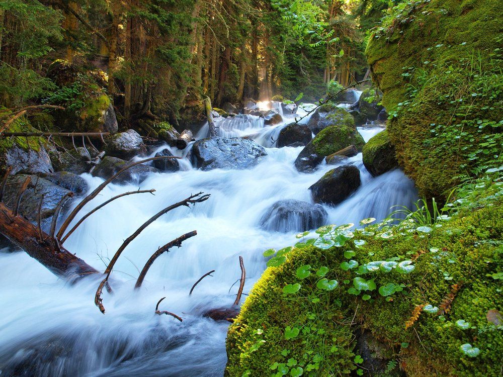 Утро в заповедном лесу
