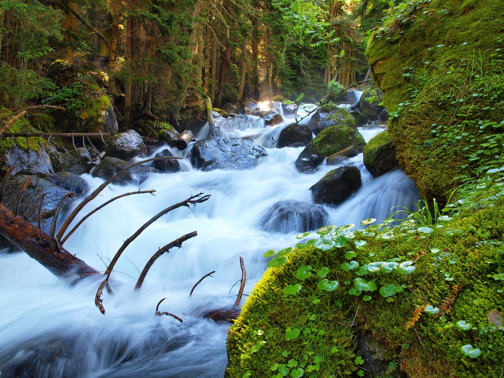 Утро в заповедном лесу