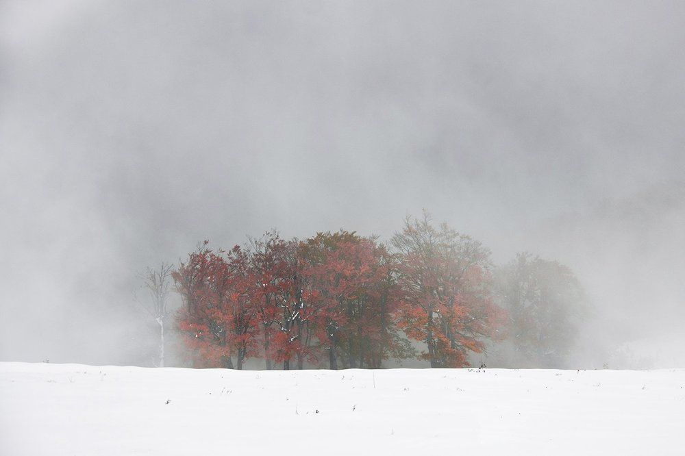 Лес в тумане