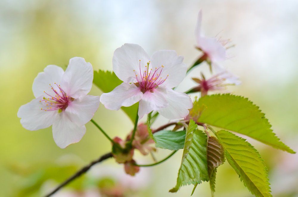 Весенний цвет