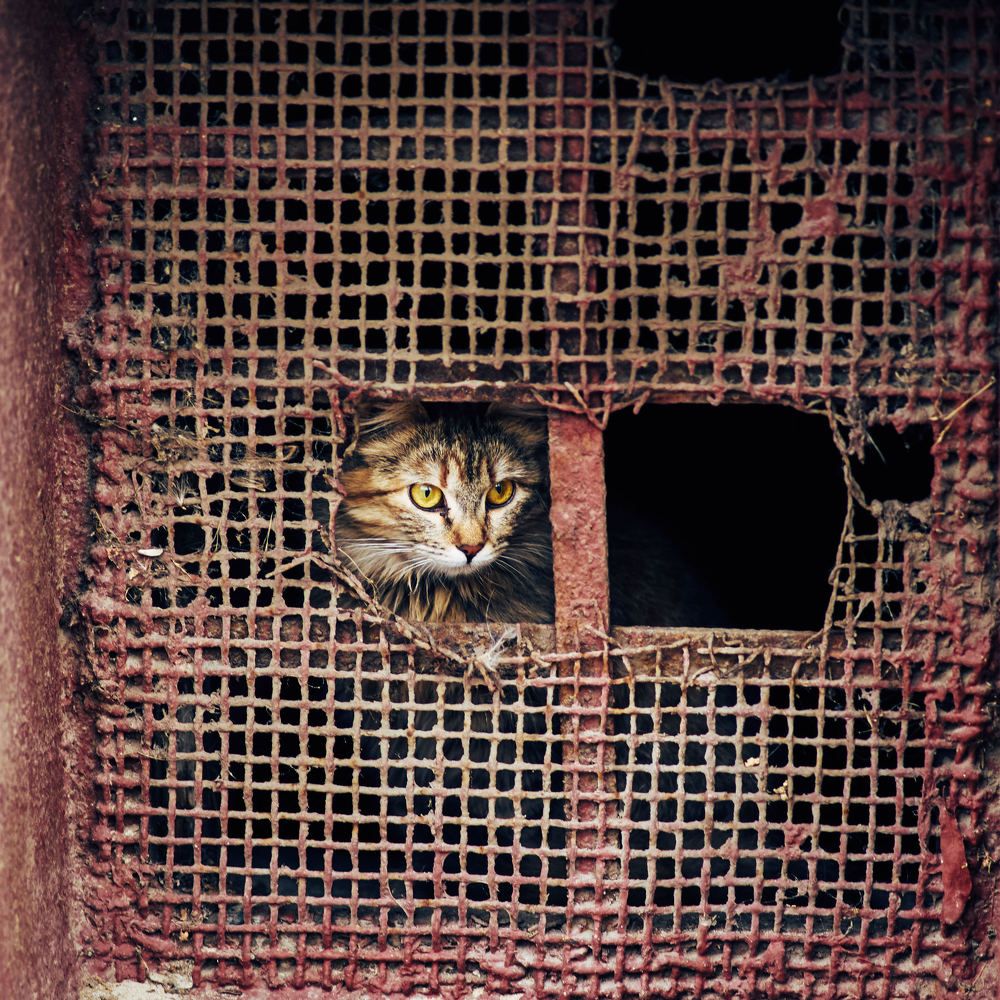 Заключенный