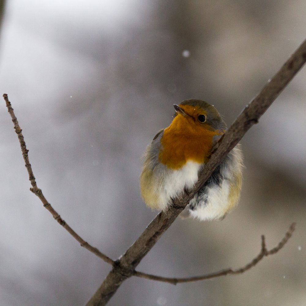 Photograph by Георгий Ковалев