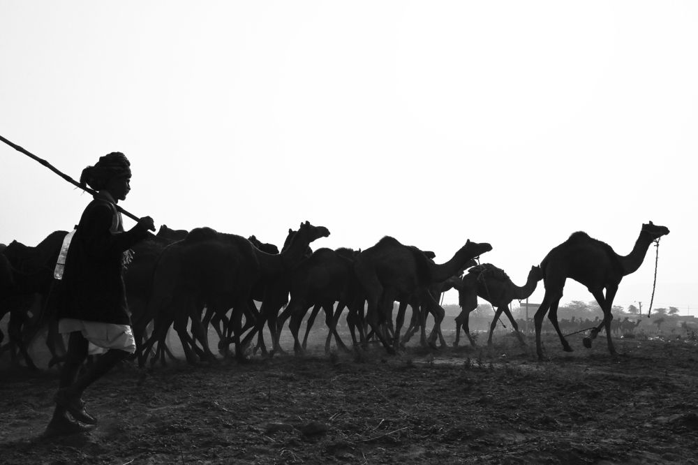 A Man with The Camel Heard, Pushkar, India.