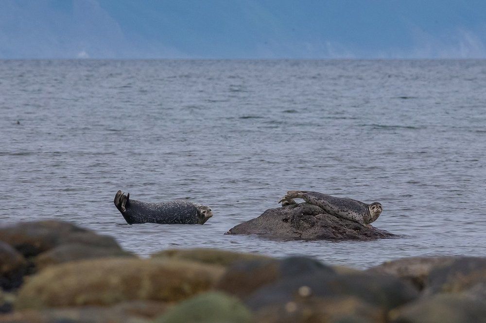 Заповедный полуостров Кони