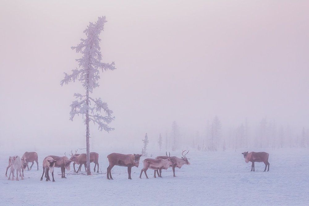 Кочевники полярных пампасов