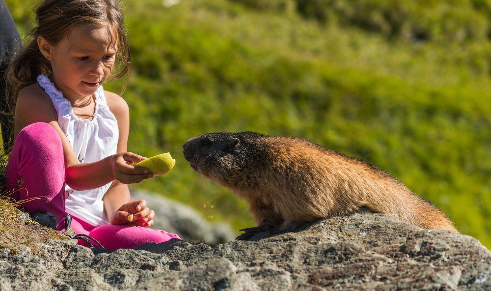 Children and marmot, Austrian Alps