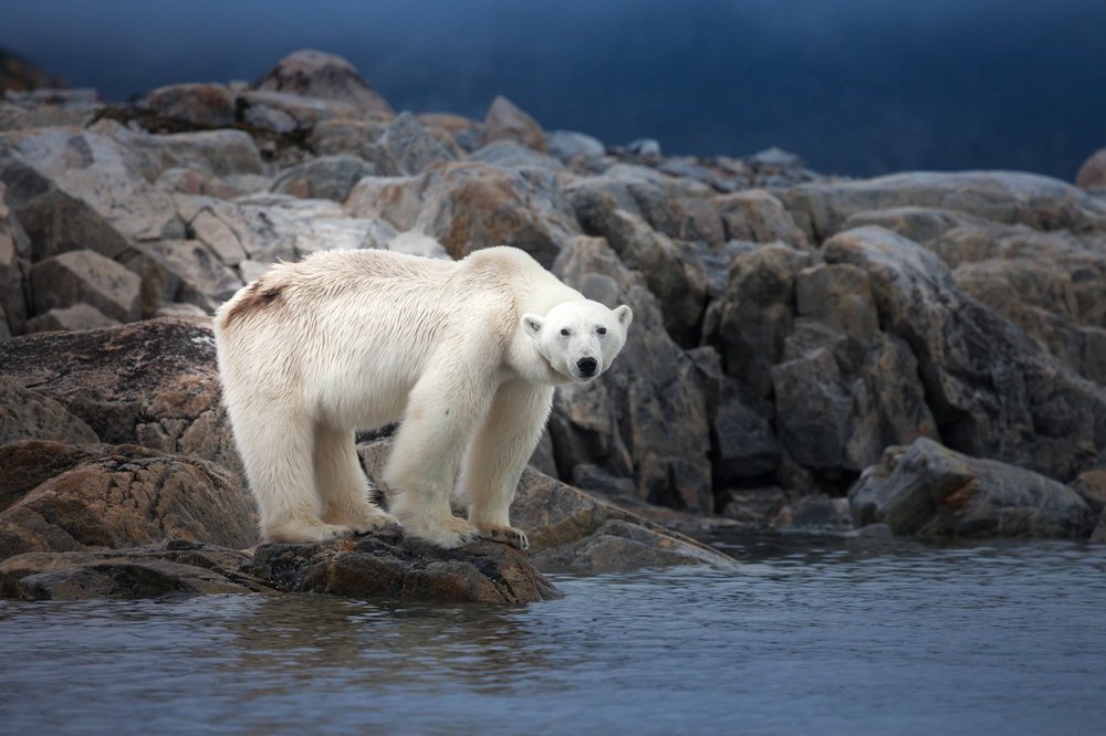 Хозяин Арктики