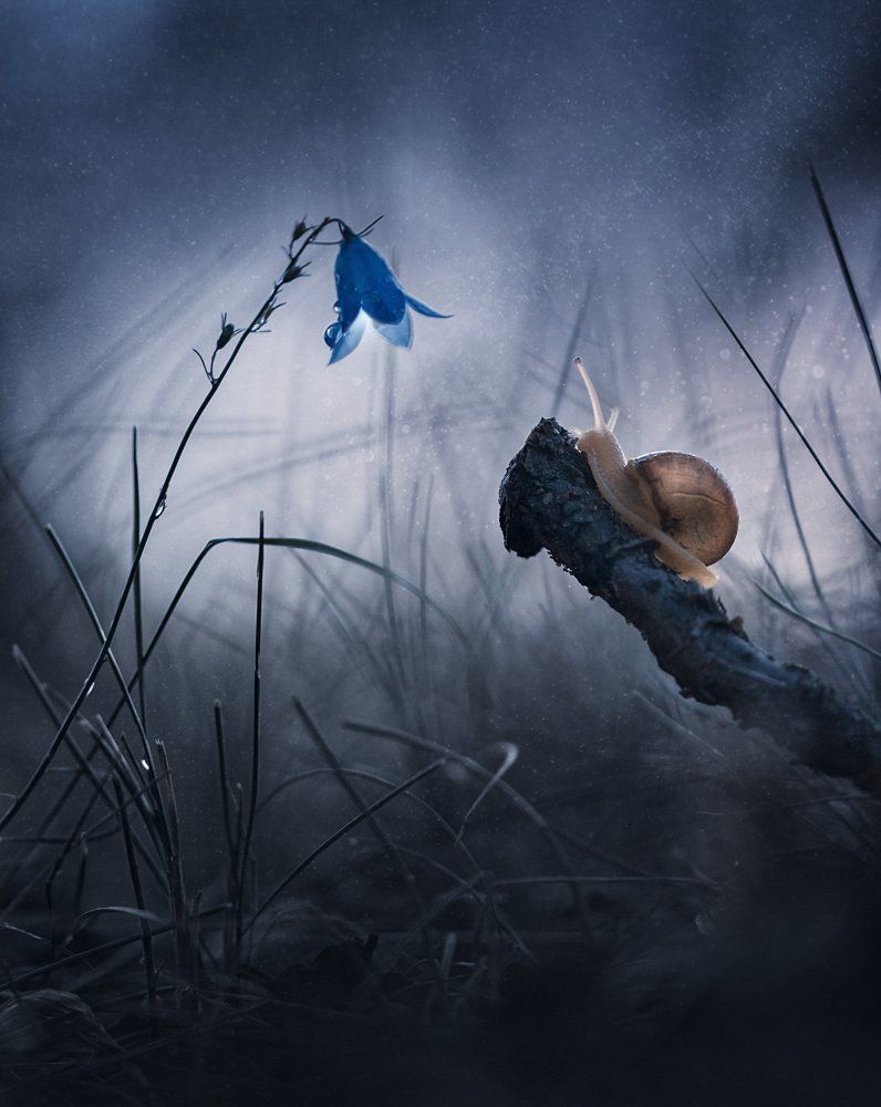 Путь сердца