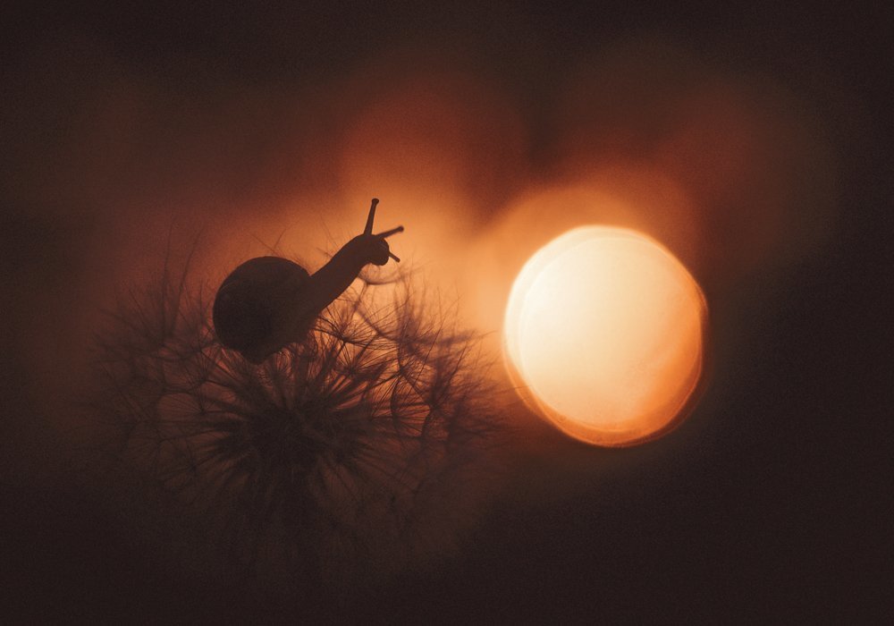 Завтра на рассвете...