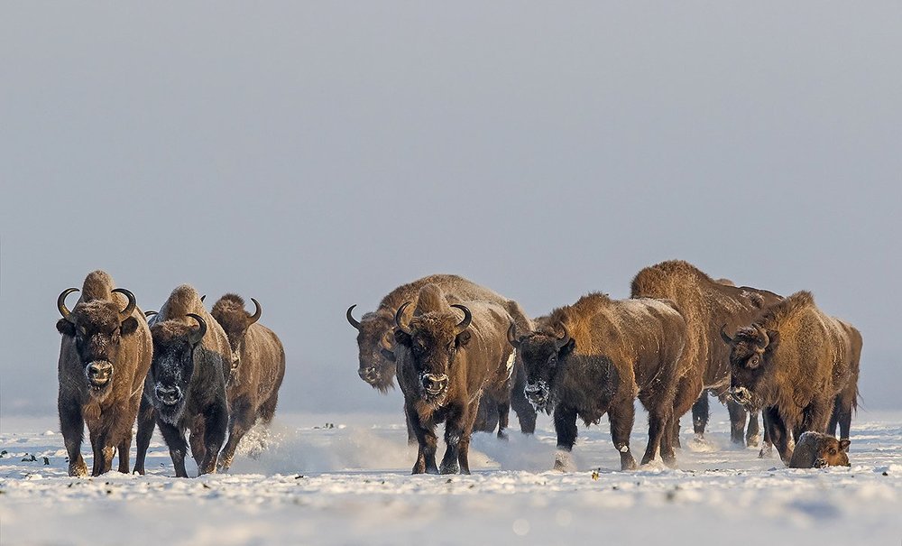 Мы приходим