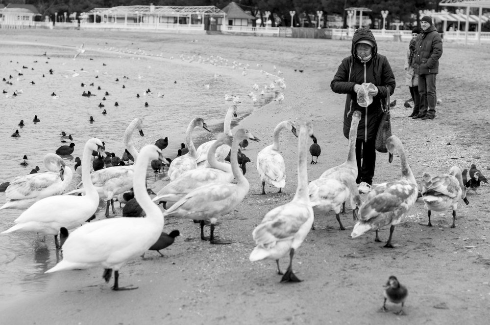 Гуси лебеди