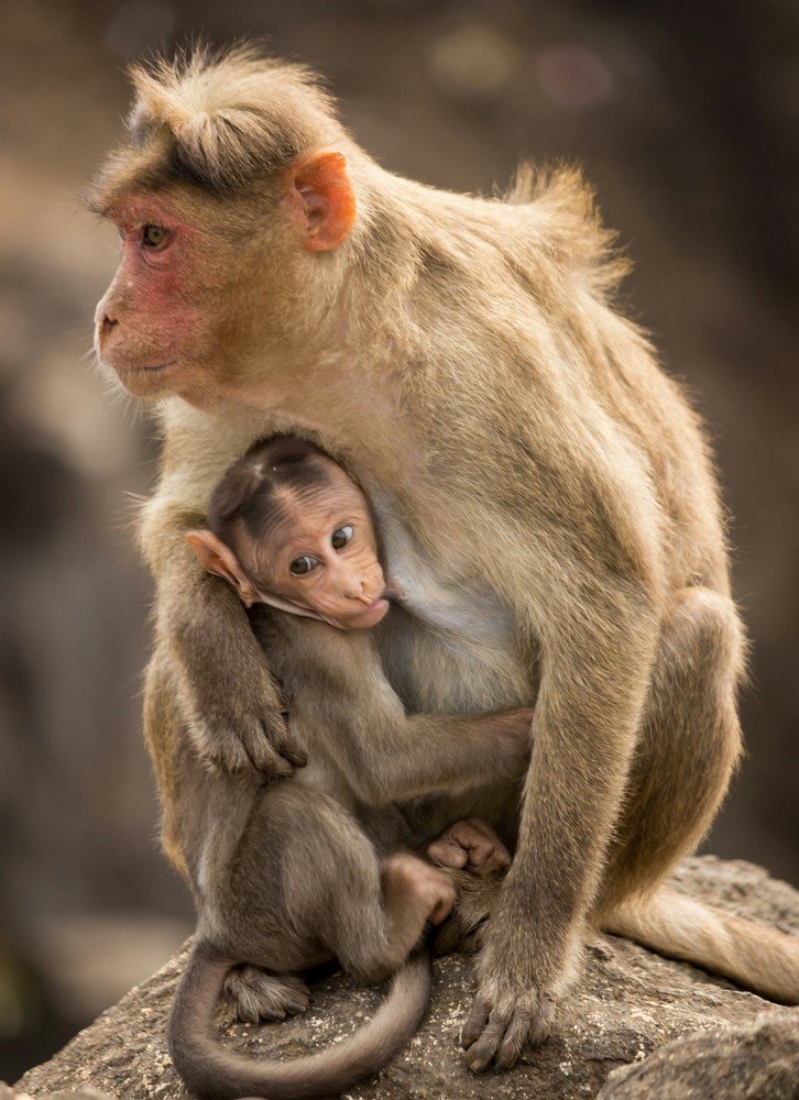 Staying close to mama..