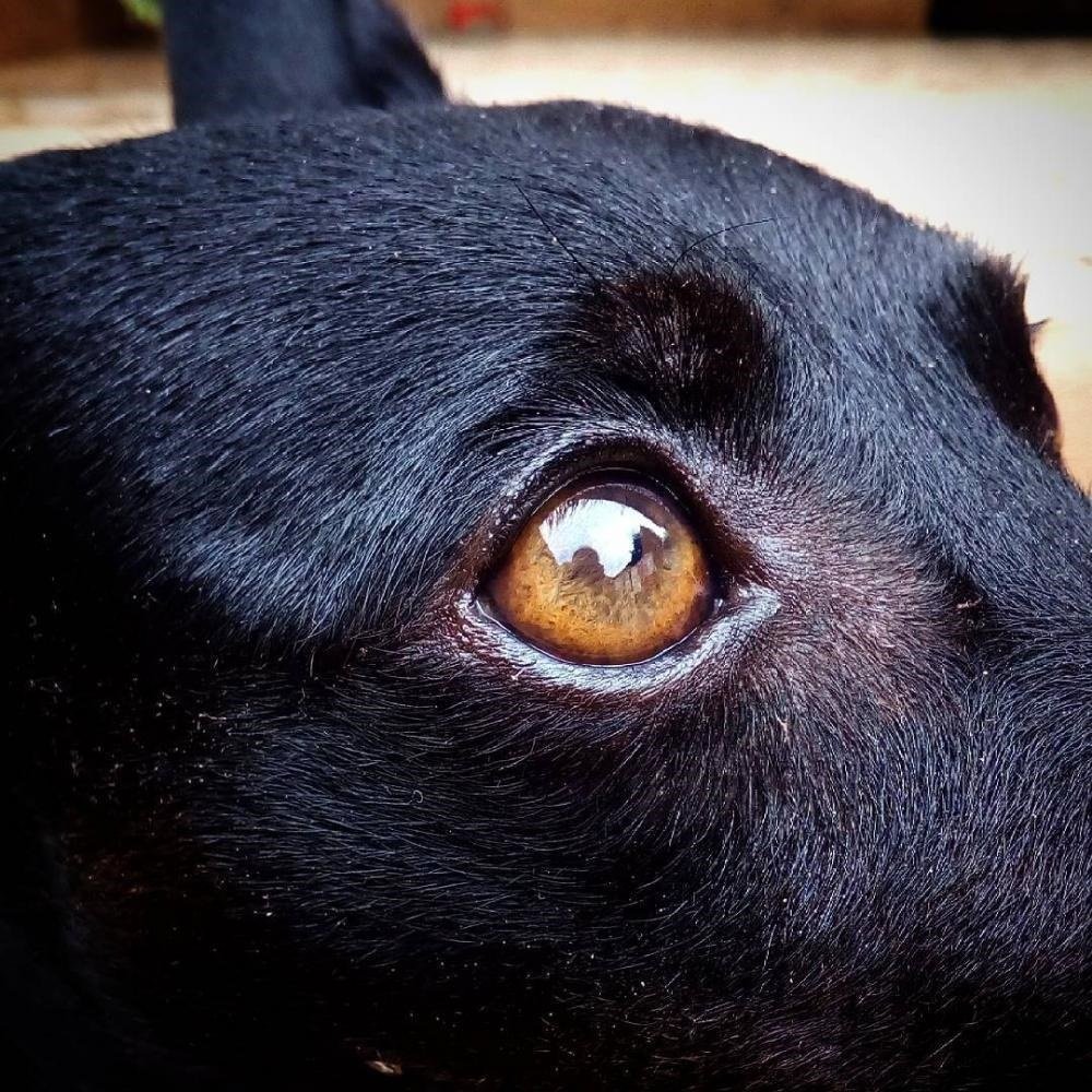 Cotton candy cloud brown