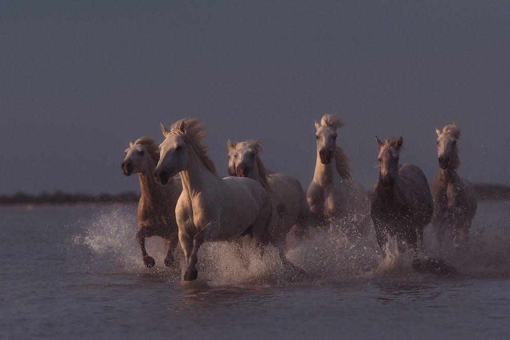 Жеребцы Камарга