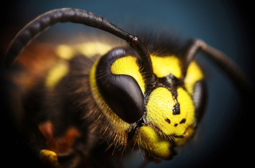 Vespula vulgaris