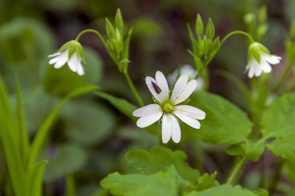 Среди симметрии весны..