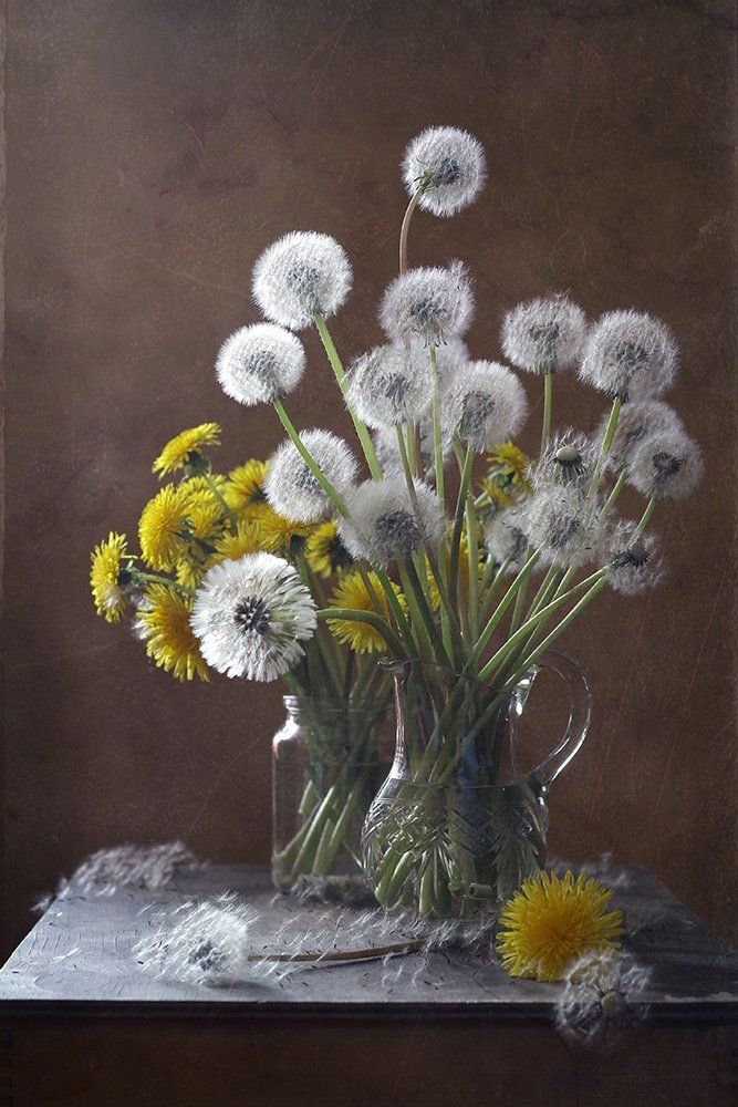 Одуванчики