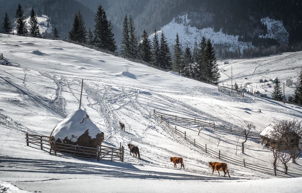 Серебрянные луга