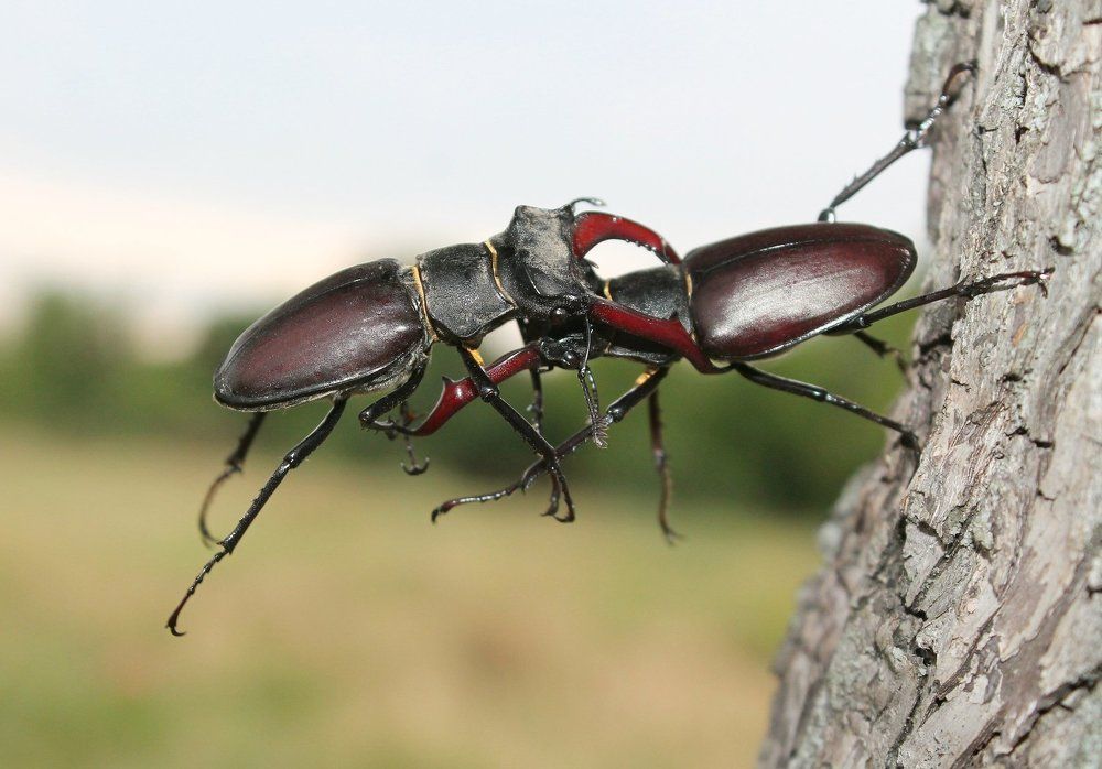 Борьба жуков оленей.