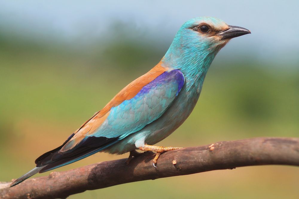 Обыкновенная сизоворонка.