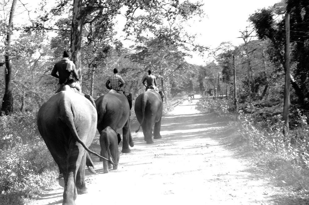 herd & humans