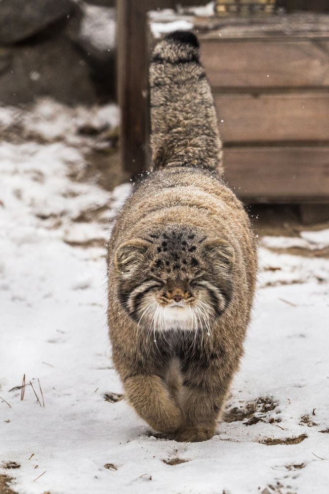 Манул познал дзен!