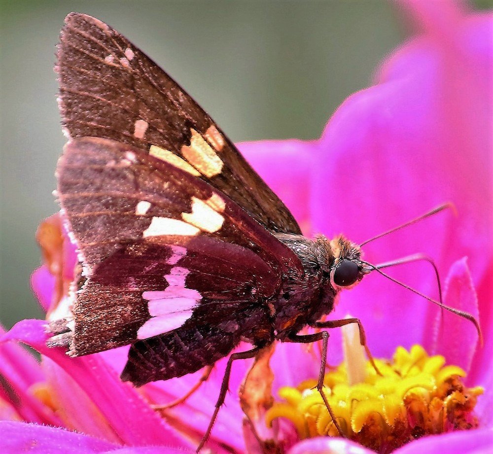 beautiful butterfly