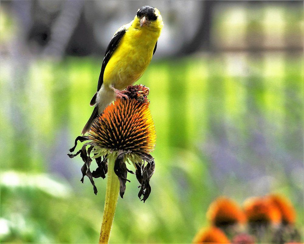 beauty of nature