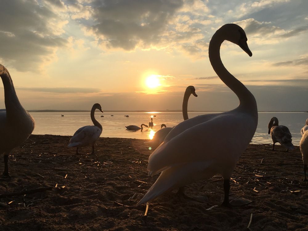 sunset with swans