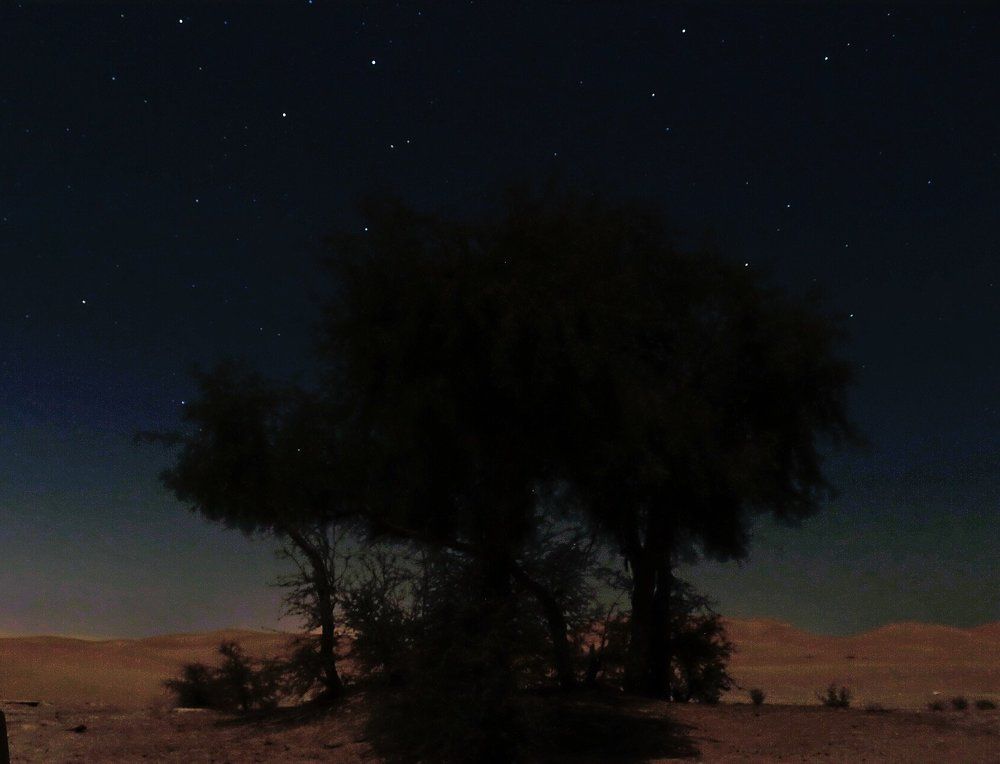 Under the tree
