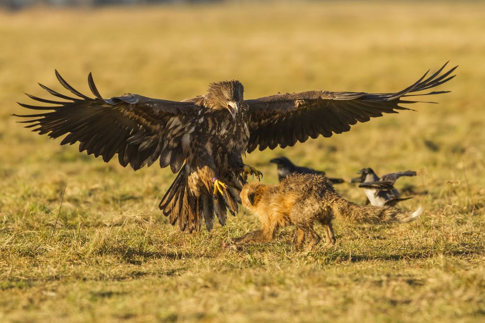 Fight club evolution