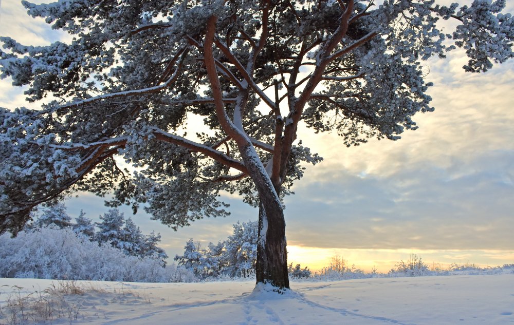 На севере диком...