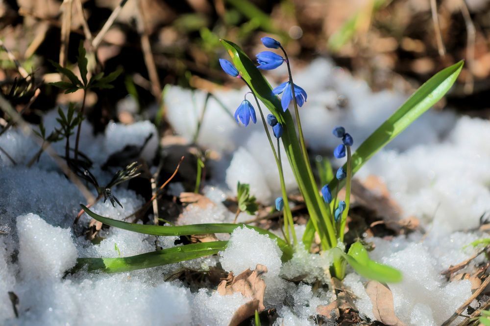 Последний снег, первые цветы.