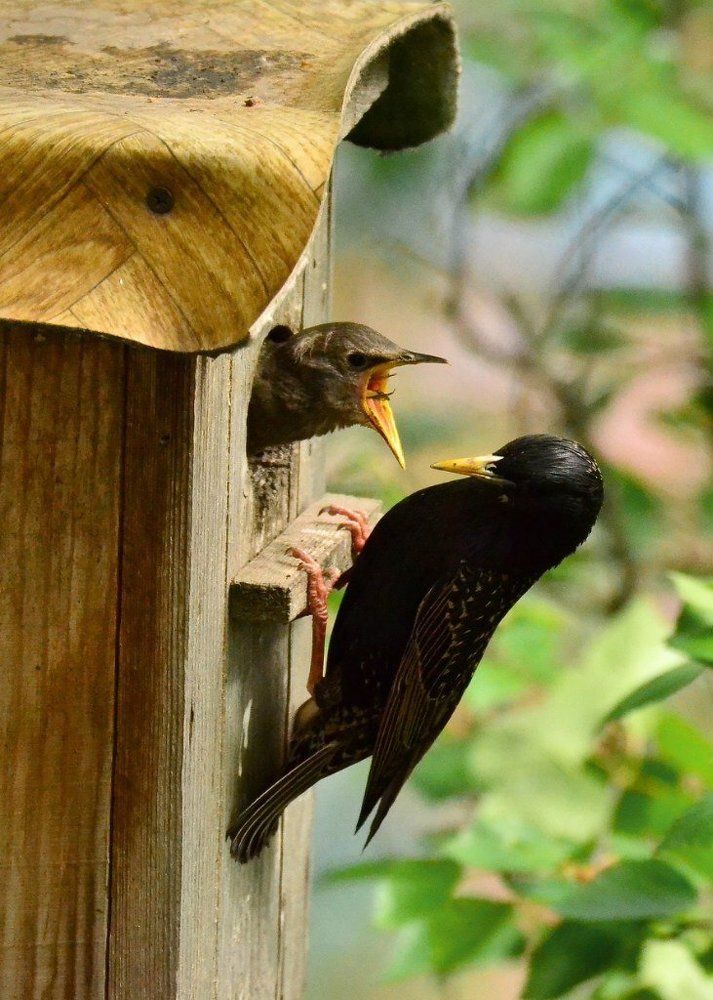Проголодался.