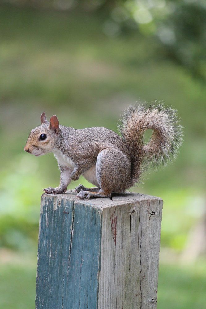 The Squirrel Holding Up Paw