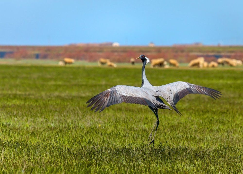 Весенний танец, или журавль - красавка.