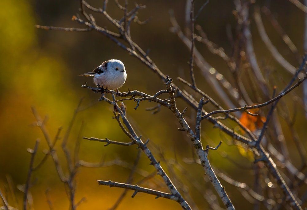 Ополовник, или длиннохвостая синица