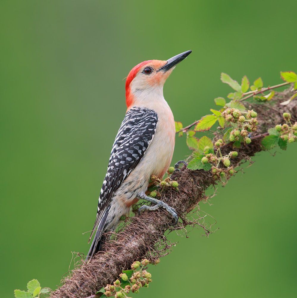 Red-bellied Woodpecker - Каролинский меланерпес